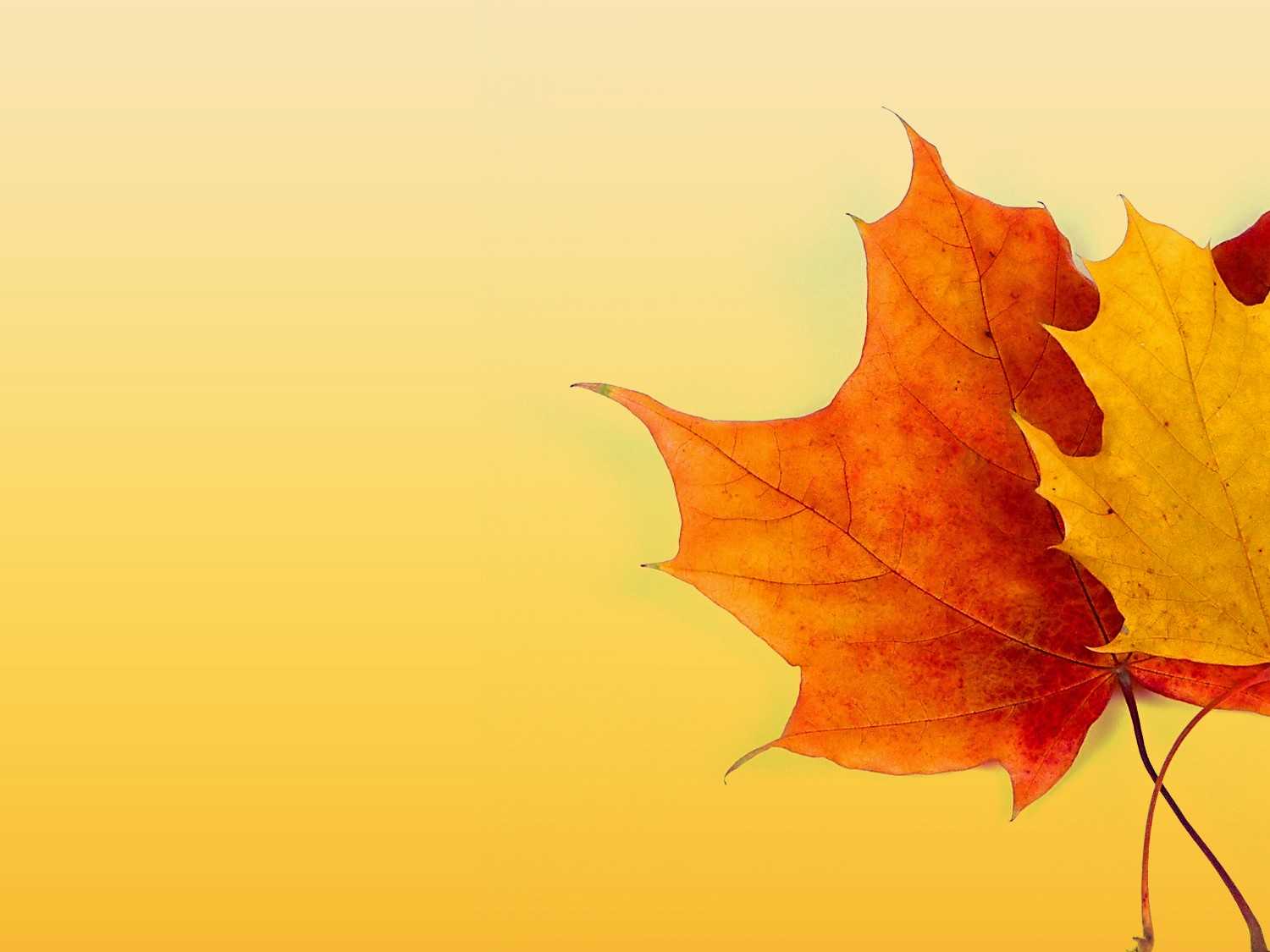Autumn Ppt Background - Powerpoint Backgrounds For Free In Free Fall Powerpoint Templates