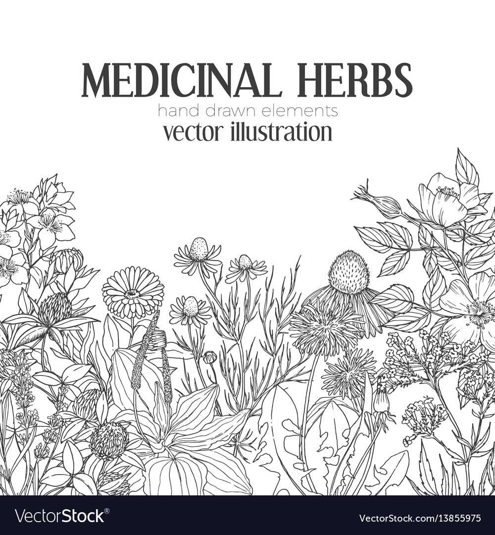 Card Template With Vintage Sketches Of Medicinal Throughout Med Card Template